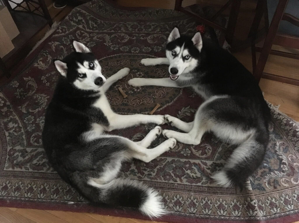 Photo of Chris Luis' huskies, Loki (left) & Ragna (right) - Mortgage-World.com
